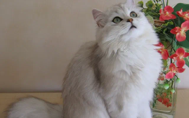 Mèo Anh lông dài